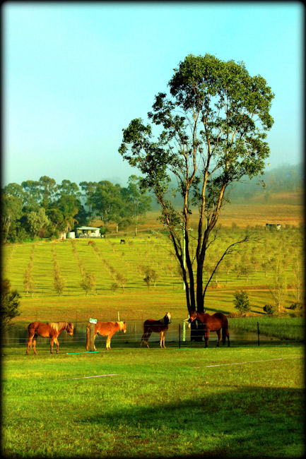 Central Coast Landscape Photography | Seascapes, Country Images